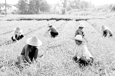江西婺源县成为全国第一个茶叶生产大县