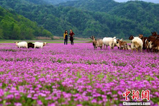 游客置身在一片紫云英中，这里花开成海，山羊成群
