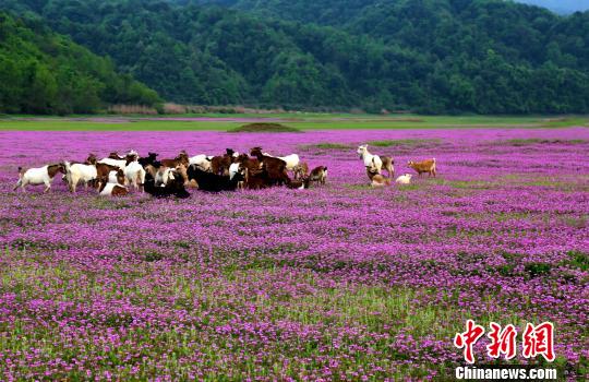 4月3日，江西婺源县珍珠山乡秀水湖畔紫云英，花开成海，山羊成群。 